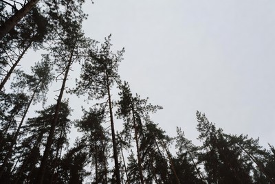 Trees reach for gray sky