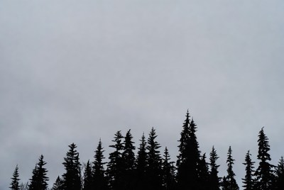 Tall trees under cloudy sky
