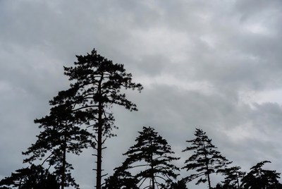 Dark clouds above tall trees