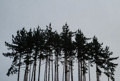 Tall trees against gray sky