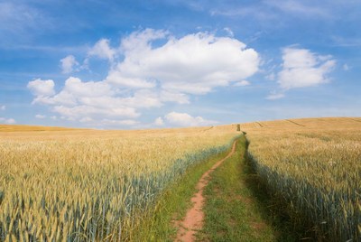 Path through the wheat field on a sunny day