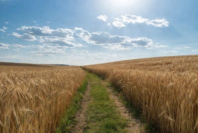 Wheat field path under blue sky