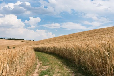 Path through golden wheat fields