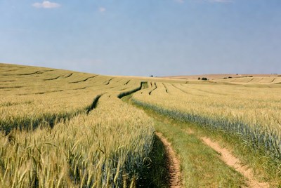 Wheat field under bright sky