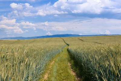 Path through golden wheat fields