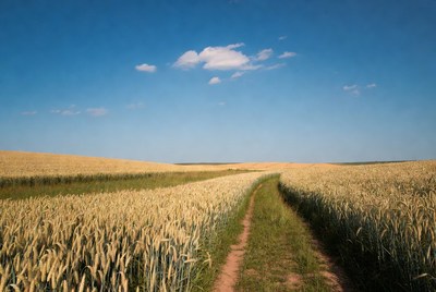 Path through the wheat field