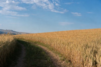 Wheat field with a dirt path in sunlight
