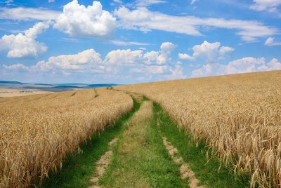 Path through golden wheat field under clouds