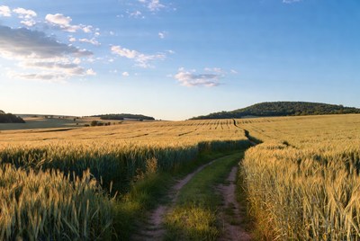 Path through the wheat field at sunset
