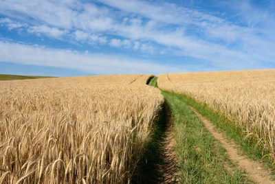 Wheat field with a path in daylight