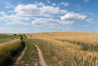 Dirt path through golden wheat fields