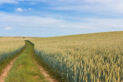 Path through wheat field in summer