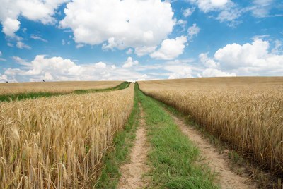 Wheat field and clear sky view