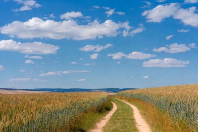 Wheat field path under blue sky
