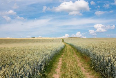 Path through wheat fields under blue sky
