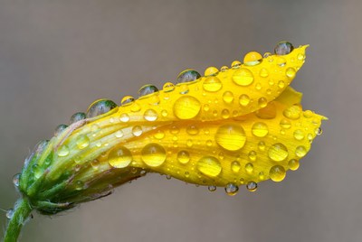 Yellow flower with water droplets
