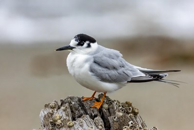 Bird standing on a rock near the ocean