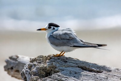 Bird resting on a log by the beach