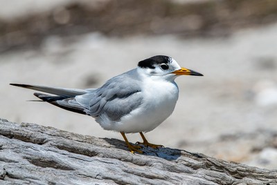 Bird standing on driftwood by the beach