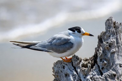 Bird resting on driftwood by shore