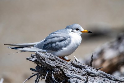 Shorebird resting on driftwood by the beach