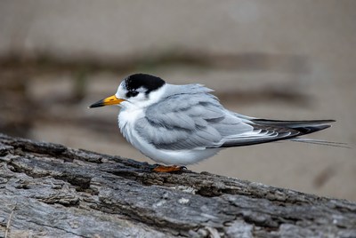 Bird resting on a log