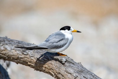 Bird resting on a branch by water