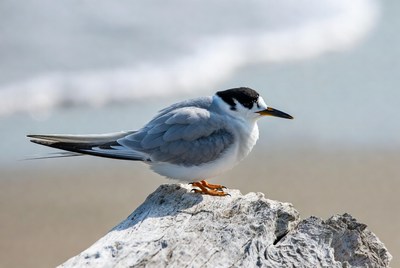 Bird resting on a rock near the ocean