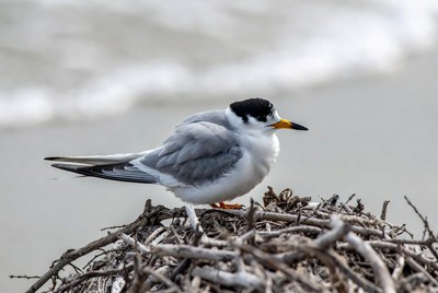 Bird resting on a nest by water