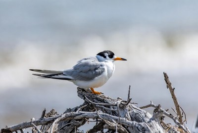 Bird resting on driftwood by the shore