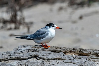 Bird resting on driftwood by the shore