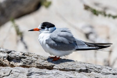Bird resting on a log