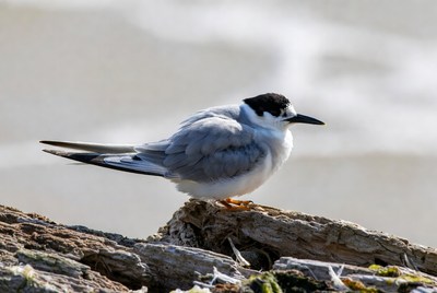 Bird resting on a log by the shore
