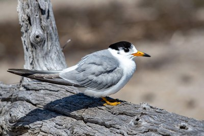 Bird standing on driftwood by the shore