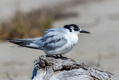 Bird resting on driftwood near water