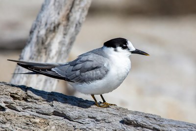 Bird on a log by the beach