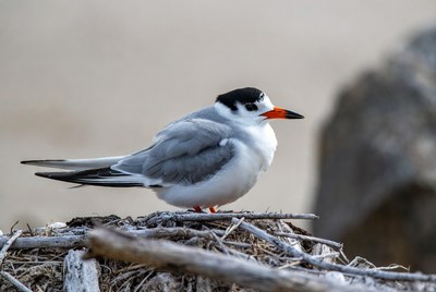 Bird on nest at shoreline