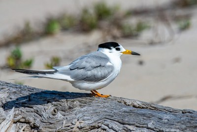 Bird standing on driftwood by beach