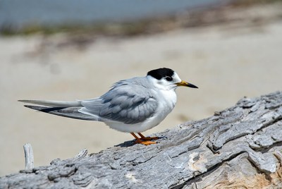 Bird sitting on driftwood at beach