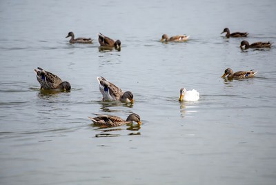 Ducks swimming and feeding in water