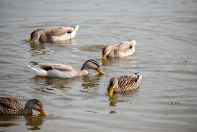 Ducks swimming in the river