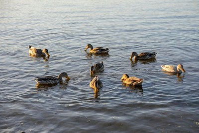 Ducks swimming in a lake at sunset