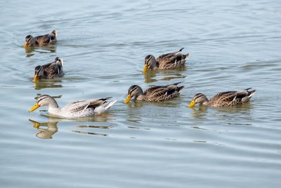 Ducks swimming in clear water