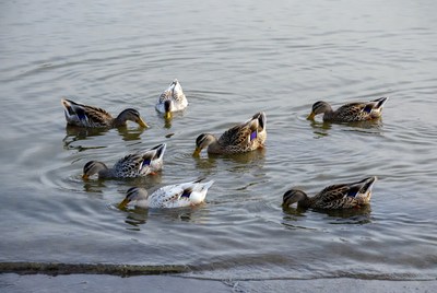 Ducks swimming in calm water
