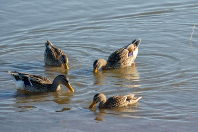 Ducks swimming in the water