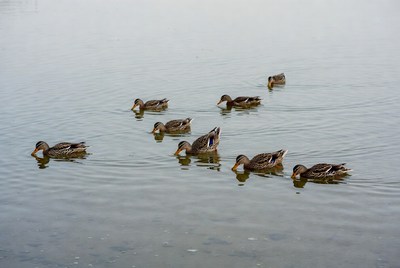 Ducks swimming in calm water