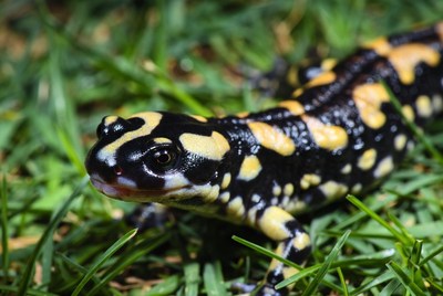 Salamander on green grass field