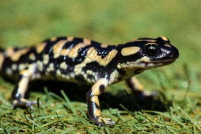 Salamander walking on grass