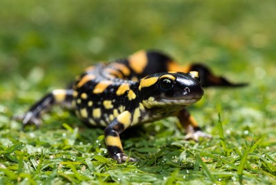 Salamander on wet grass in sunlight