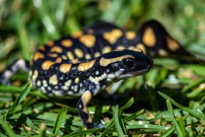 Brightly colored amphibian on grass